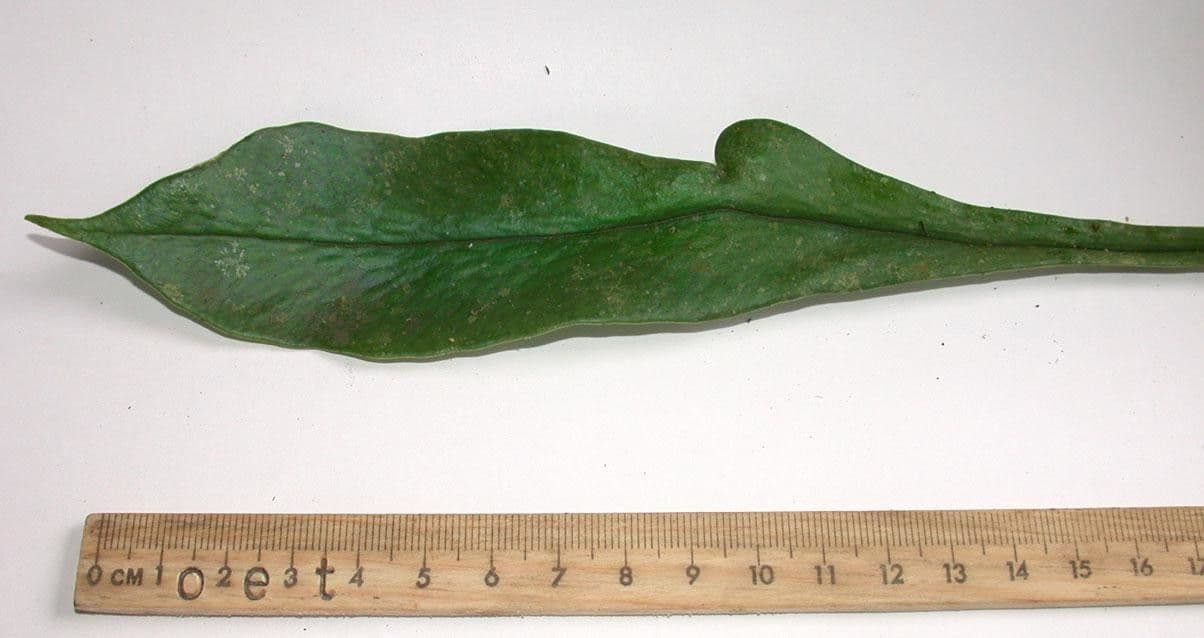 Polytaenium 3