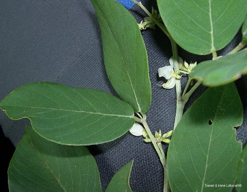 Dendrolóbium 9