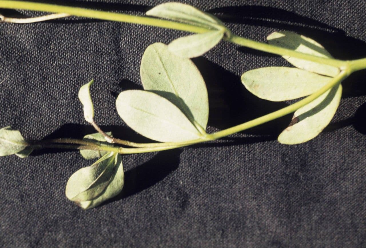 Baptisia 16