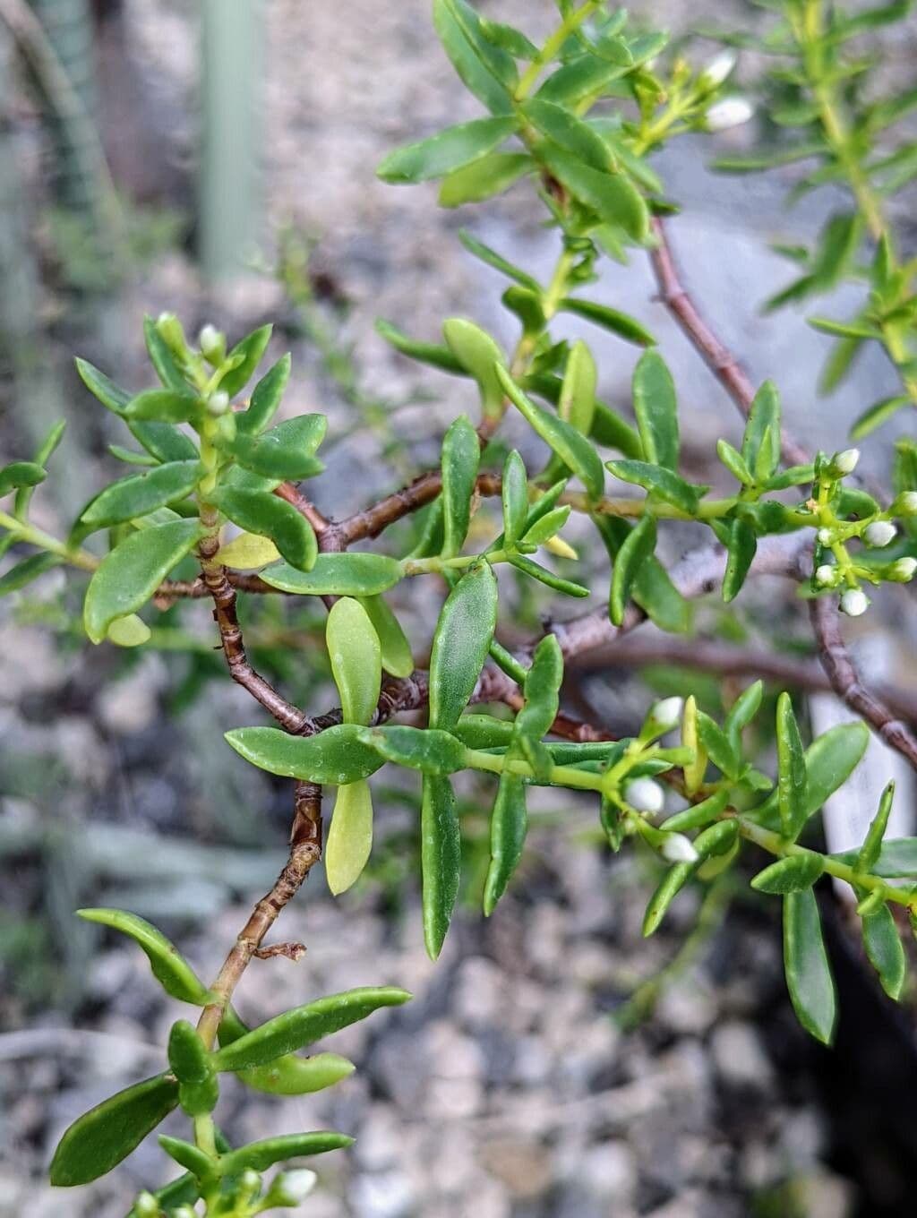 Crassula 12