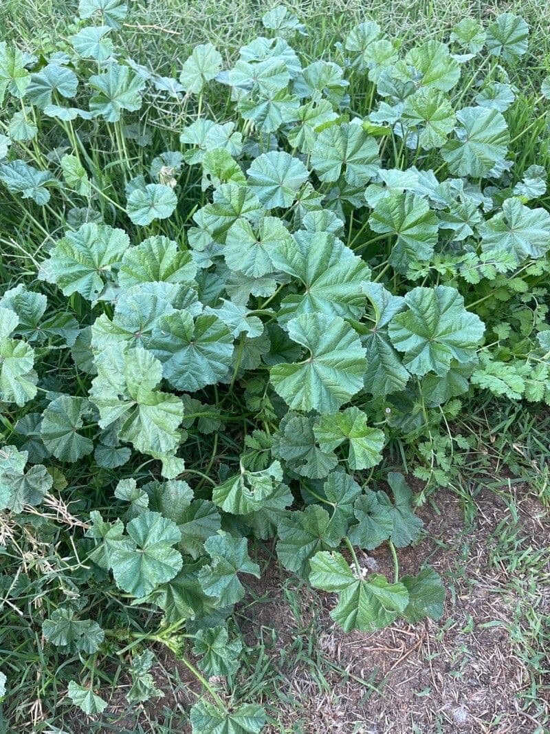 Malva pusilla 17