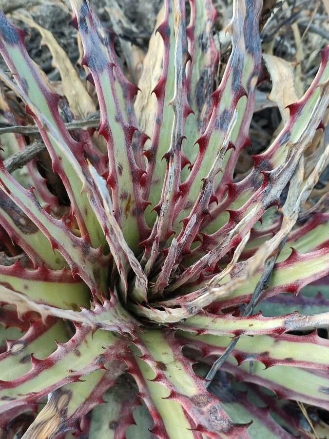 Hechtia 12