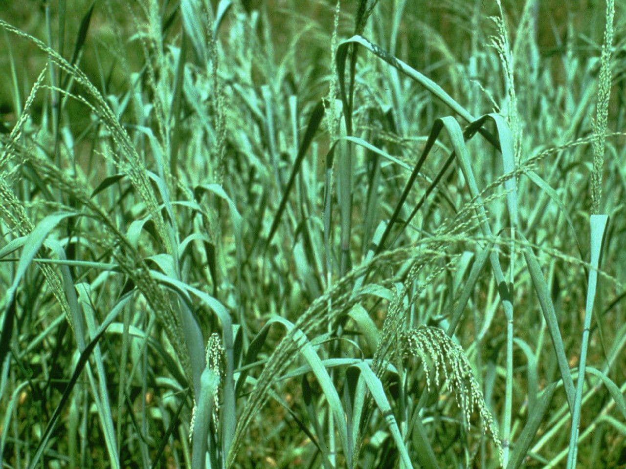 Panicum amer 5