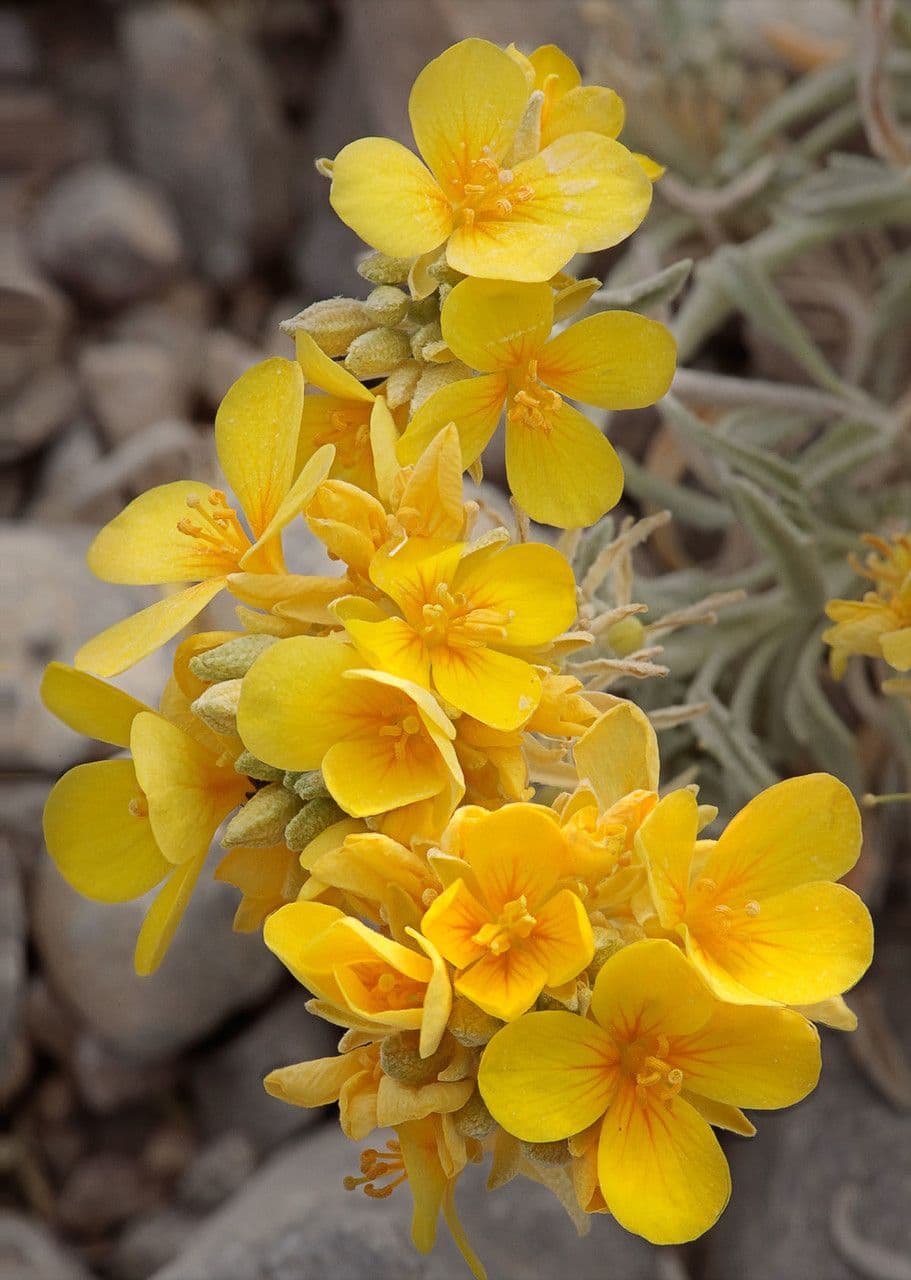 Fendler's bladderpod 3
