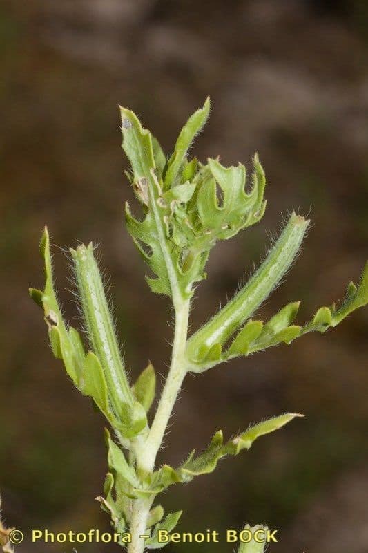 Onagra laciniata 23