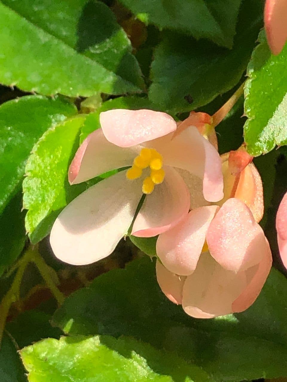 Fuchsienblättrige Begonie