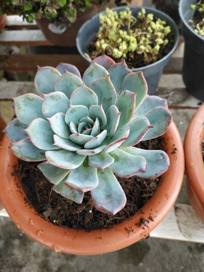 Echeveria 16