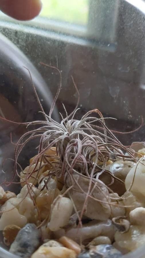 Tillandsia brumosa 3