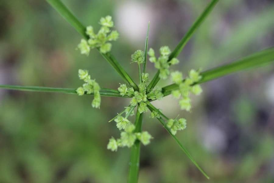 Zigolo difforme 19