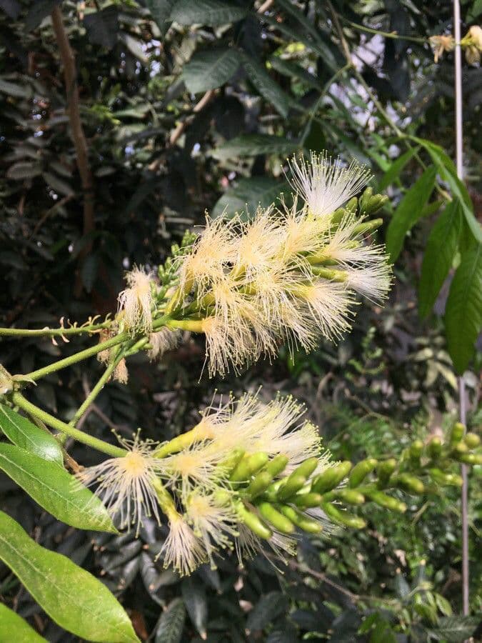 Alokazuarina torulosa 4