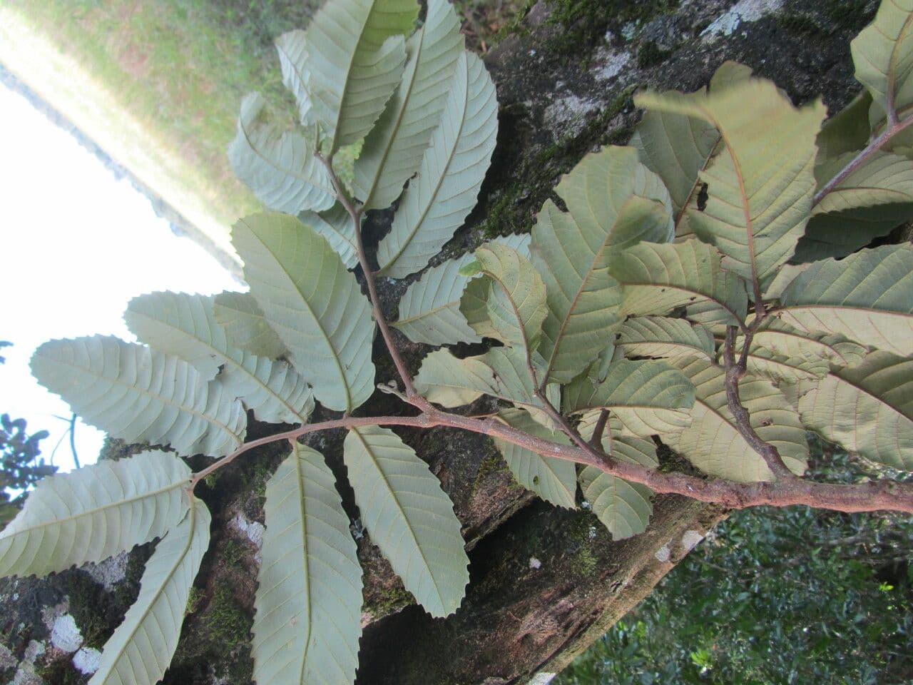 Cupania 10