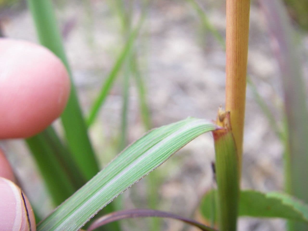 Sorghastrum nutans 25