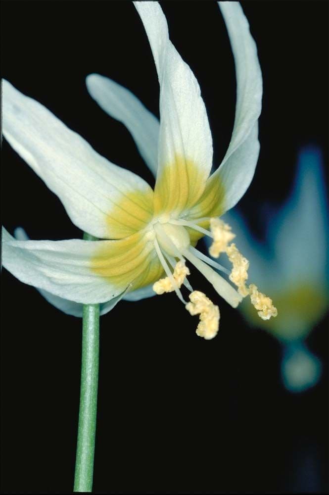 Klamath fawn-lily 2