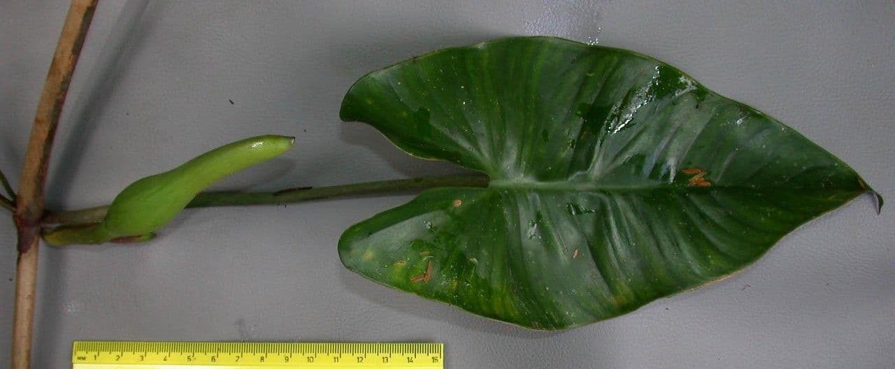 Filodendro 11