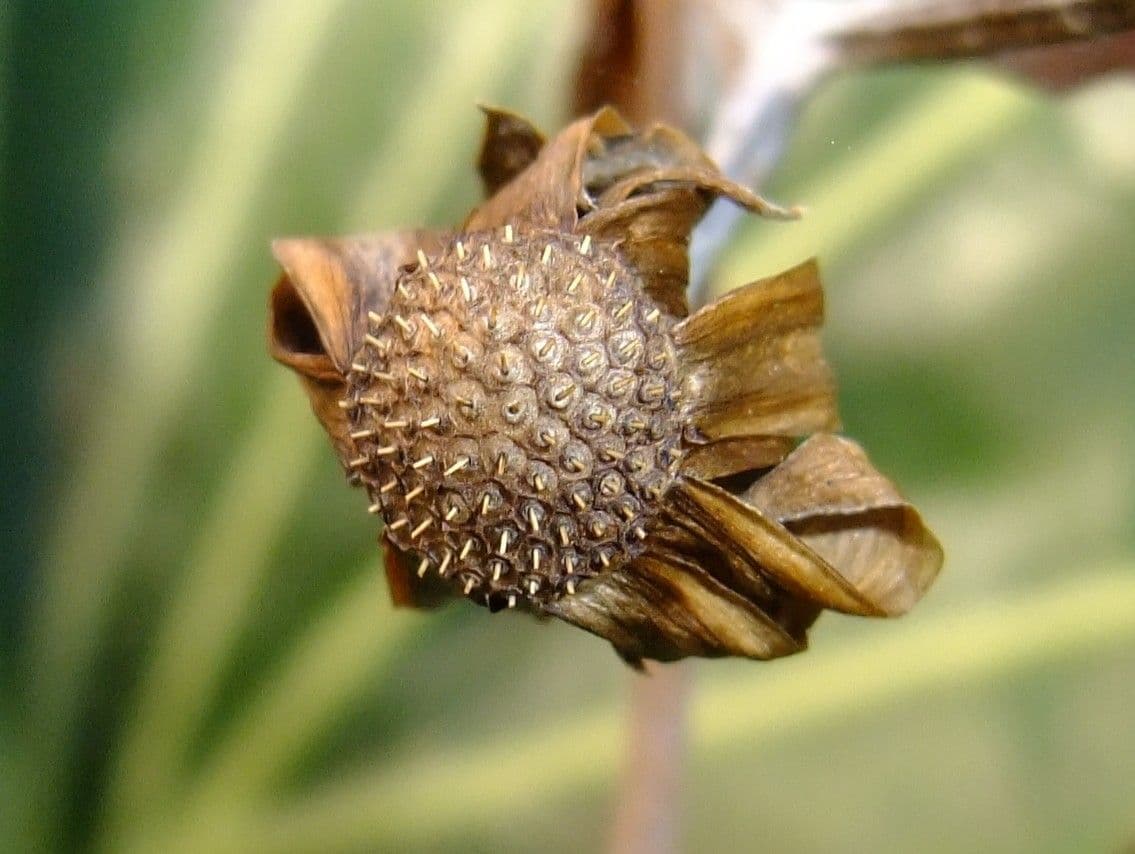 Léopardplant 5