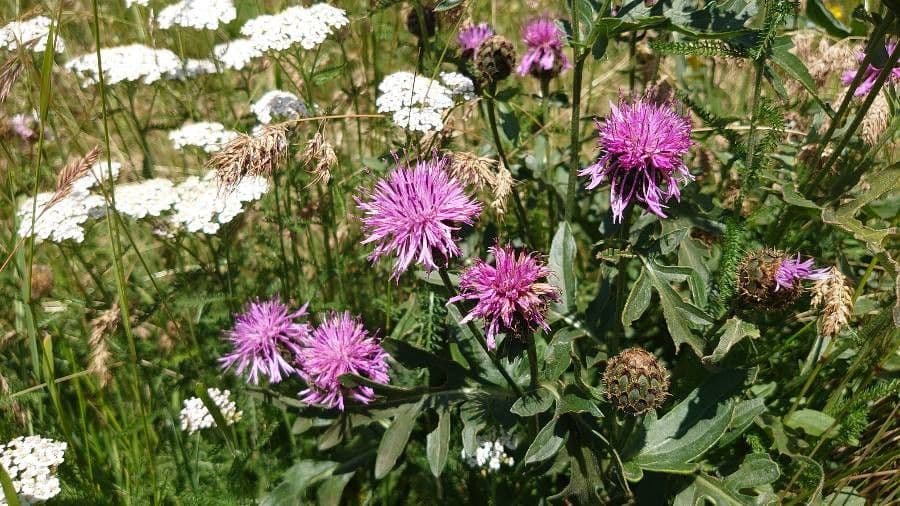 Centaurea vedovina 29