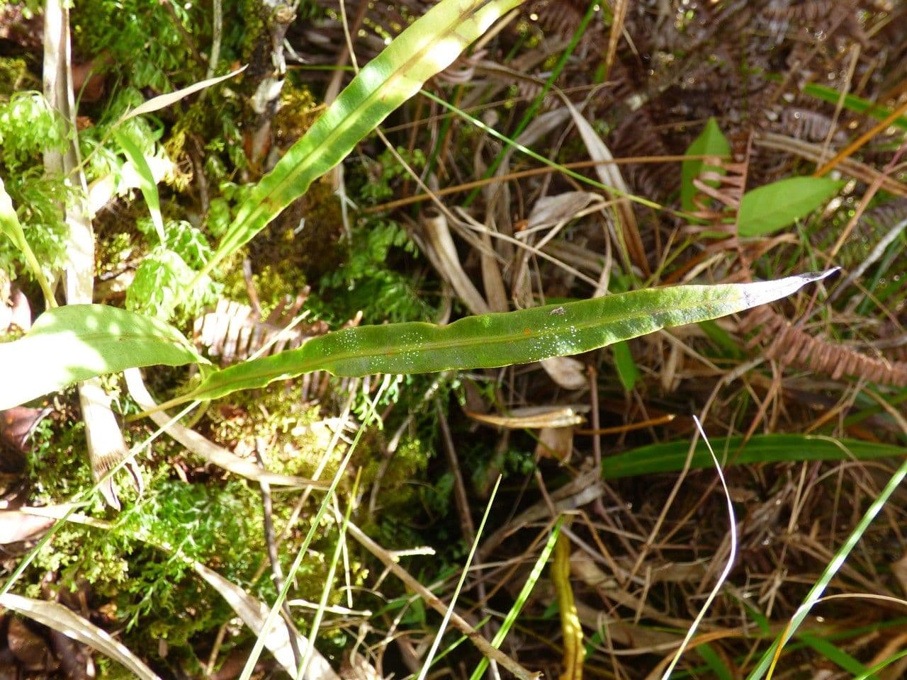 Elaphoglossum 6