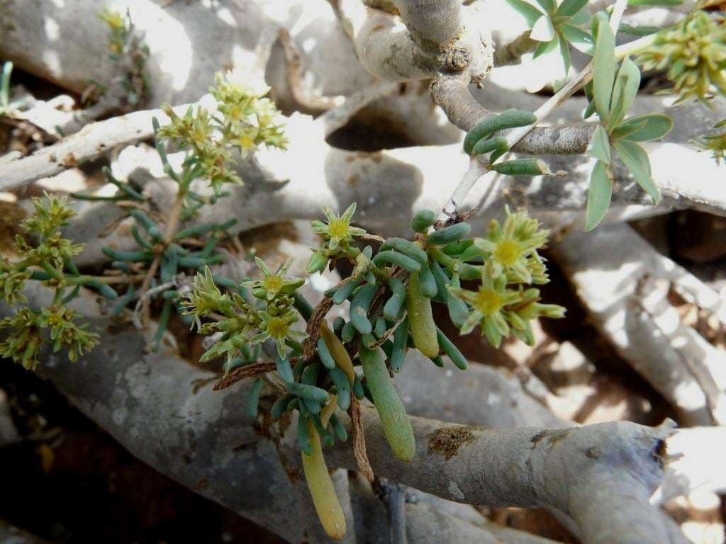 Gymnocarpos 11