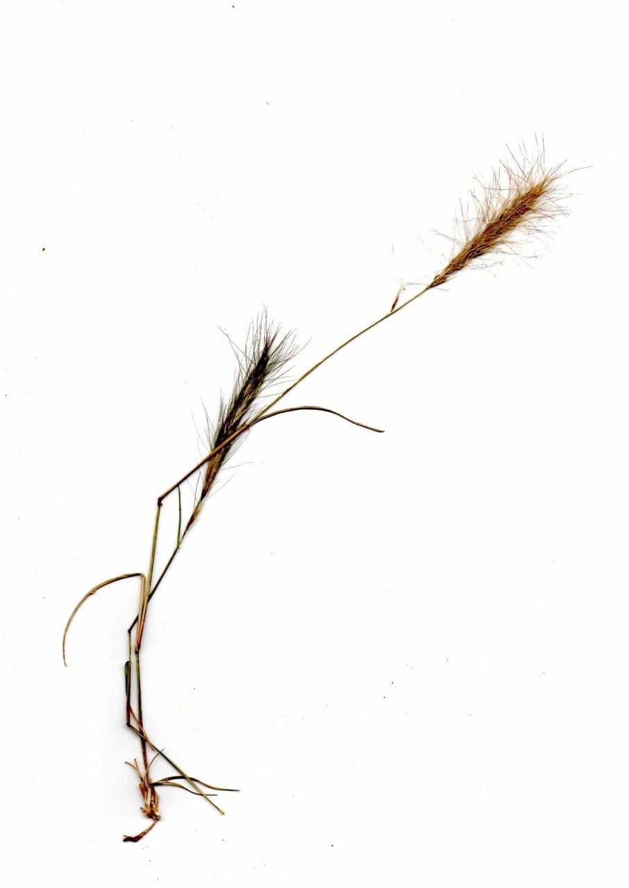 Aristida congesta 8
