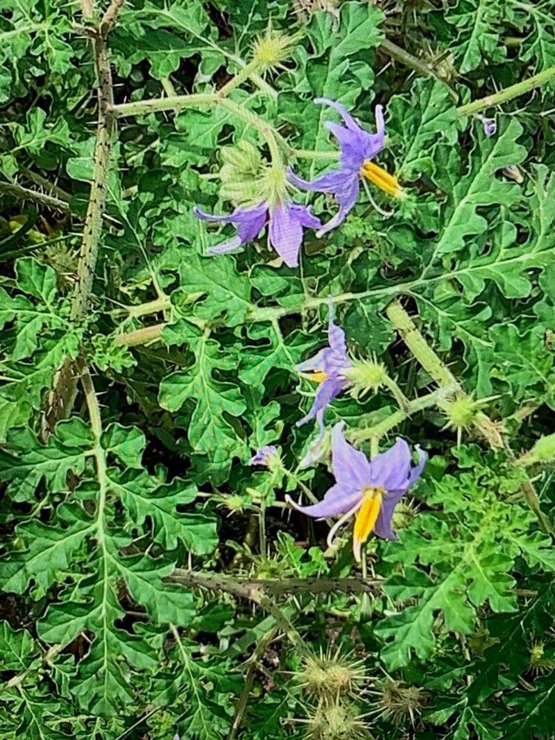 Solanum citrullifolium 11