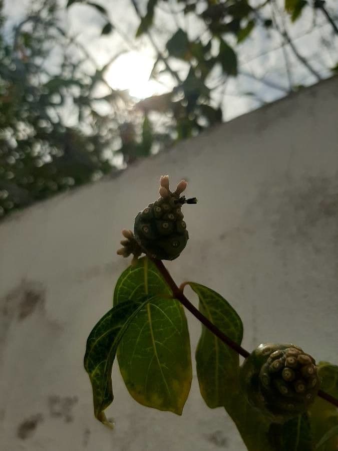 Morinda royoc 2