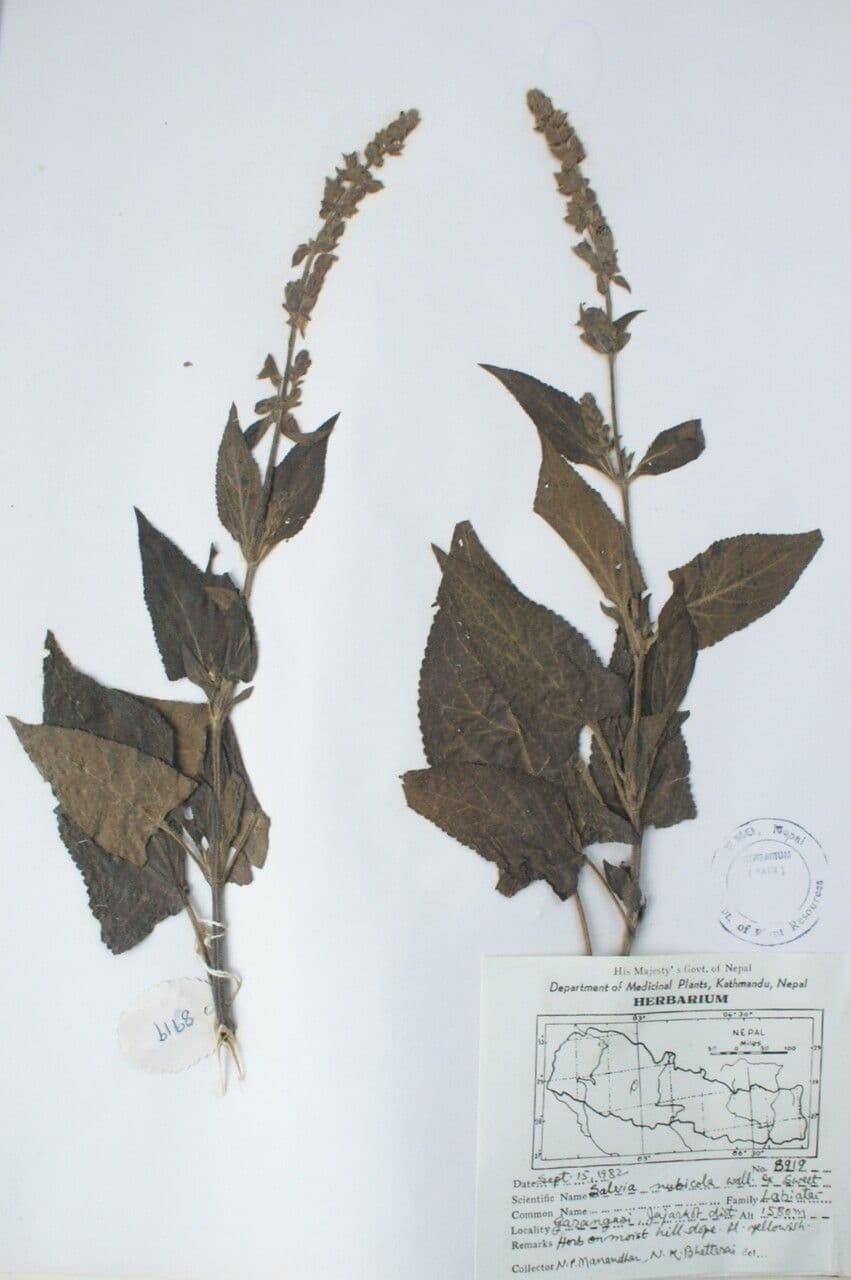 Salvia 12