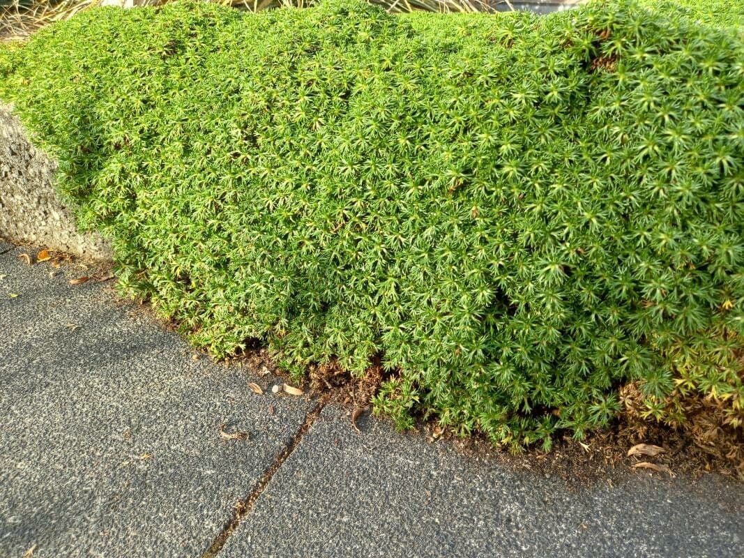 Azorella 6