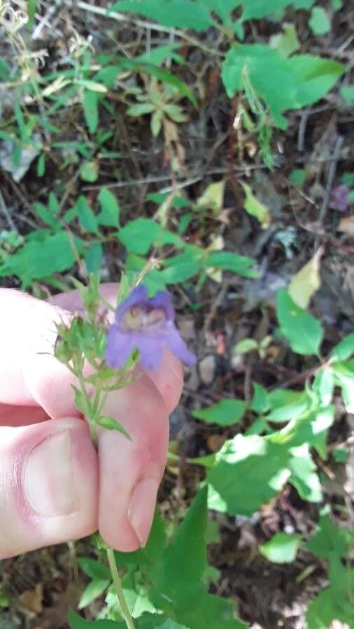 Linaria-like Penstemon