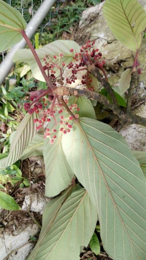 Coussapoa 9