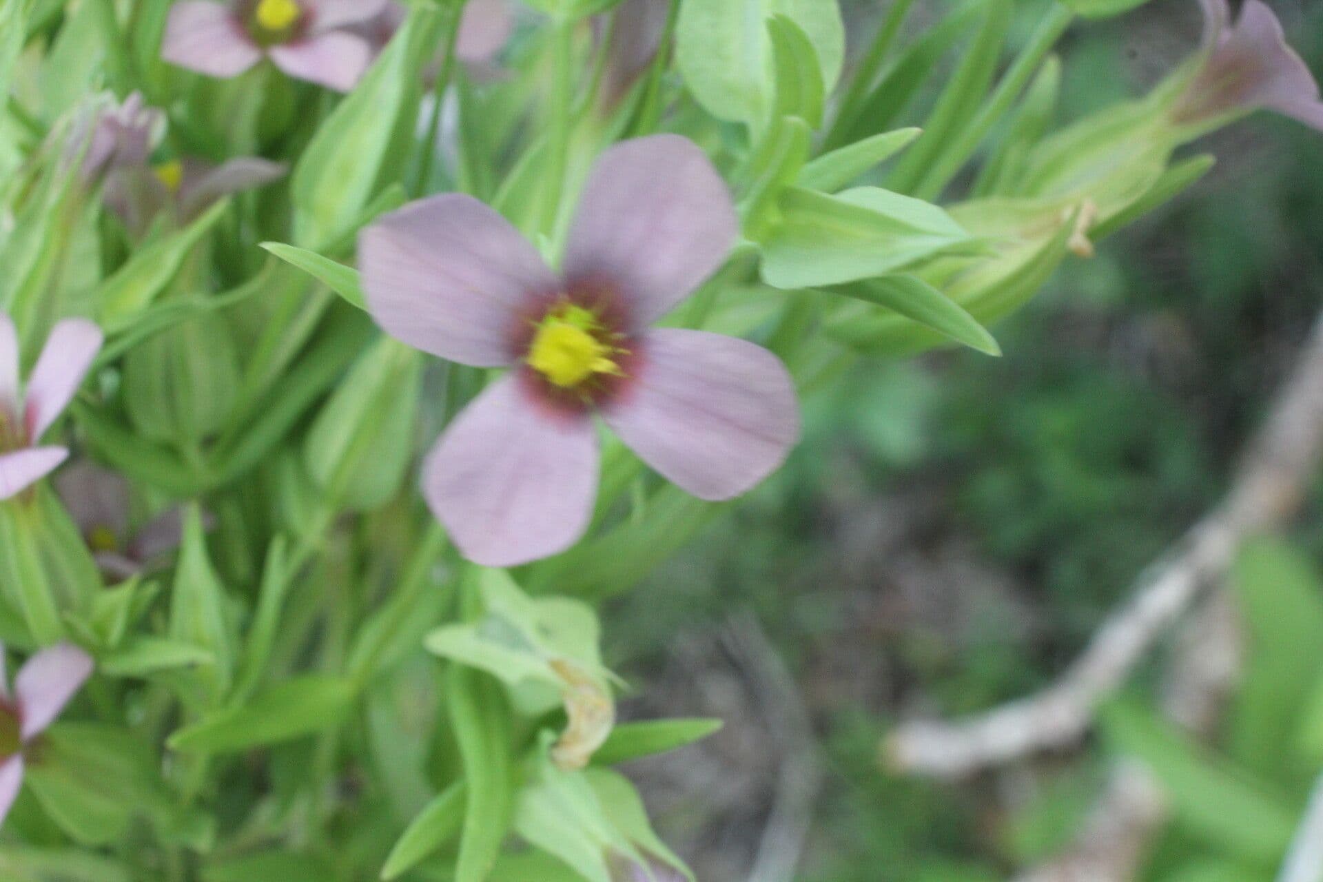 Schultesia guianensis 3