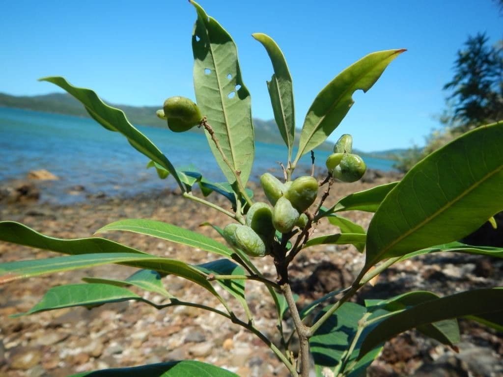 Guioa 6
