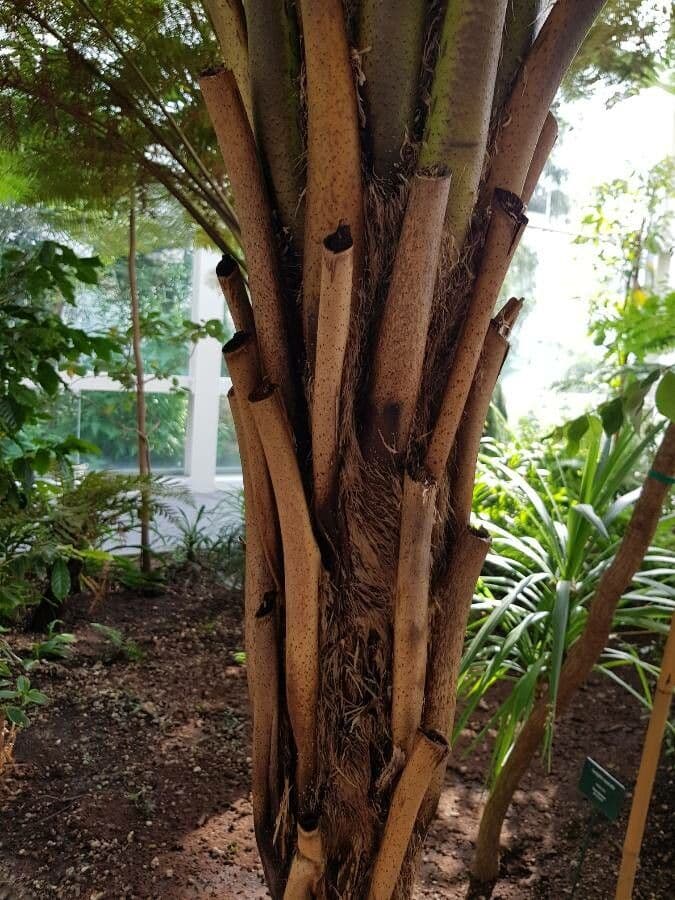 Sphaeropteris 17