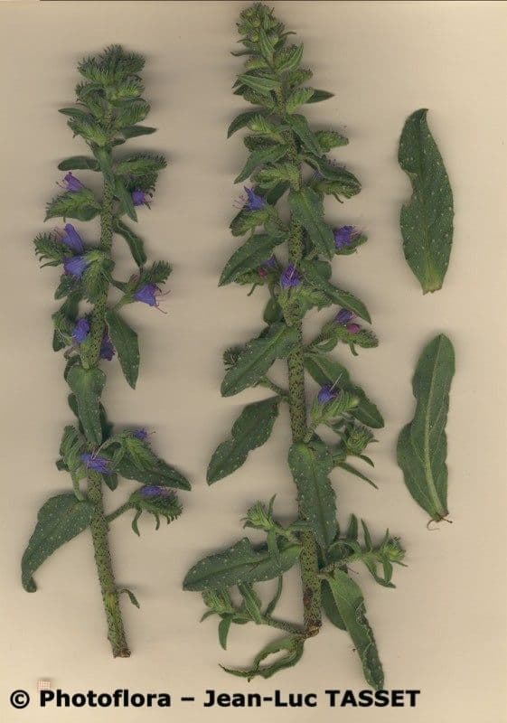 Echium gaditano 6