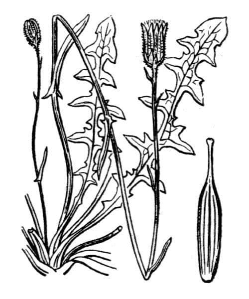 Crepis 17