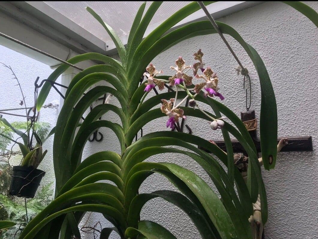 Vanda 2