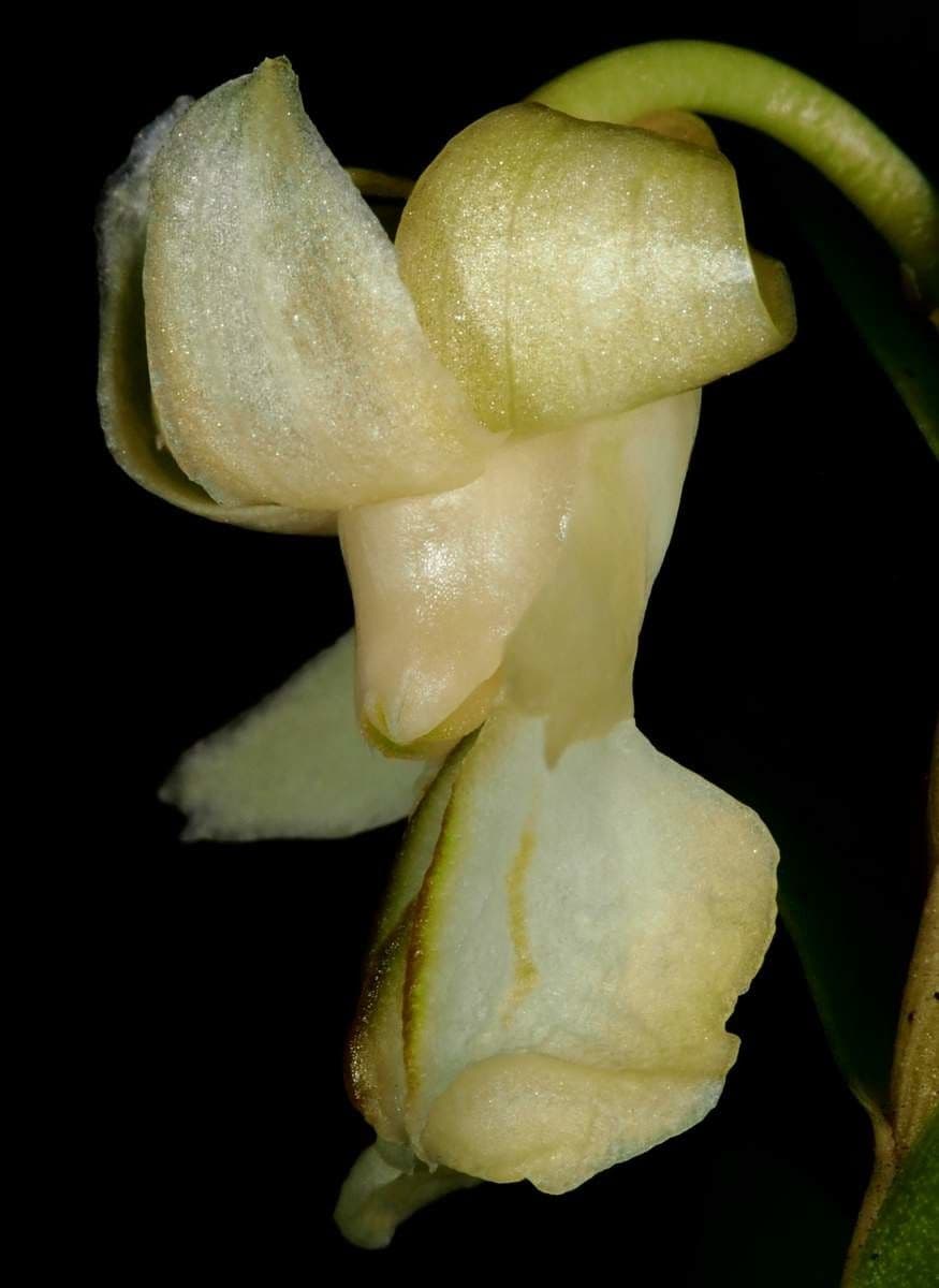 Dendrobium 6