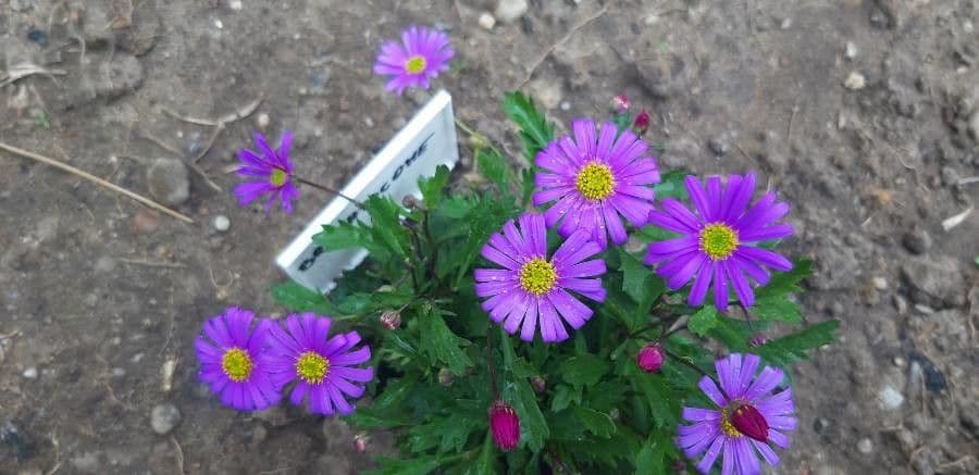 Brachyscome multifida 2