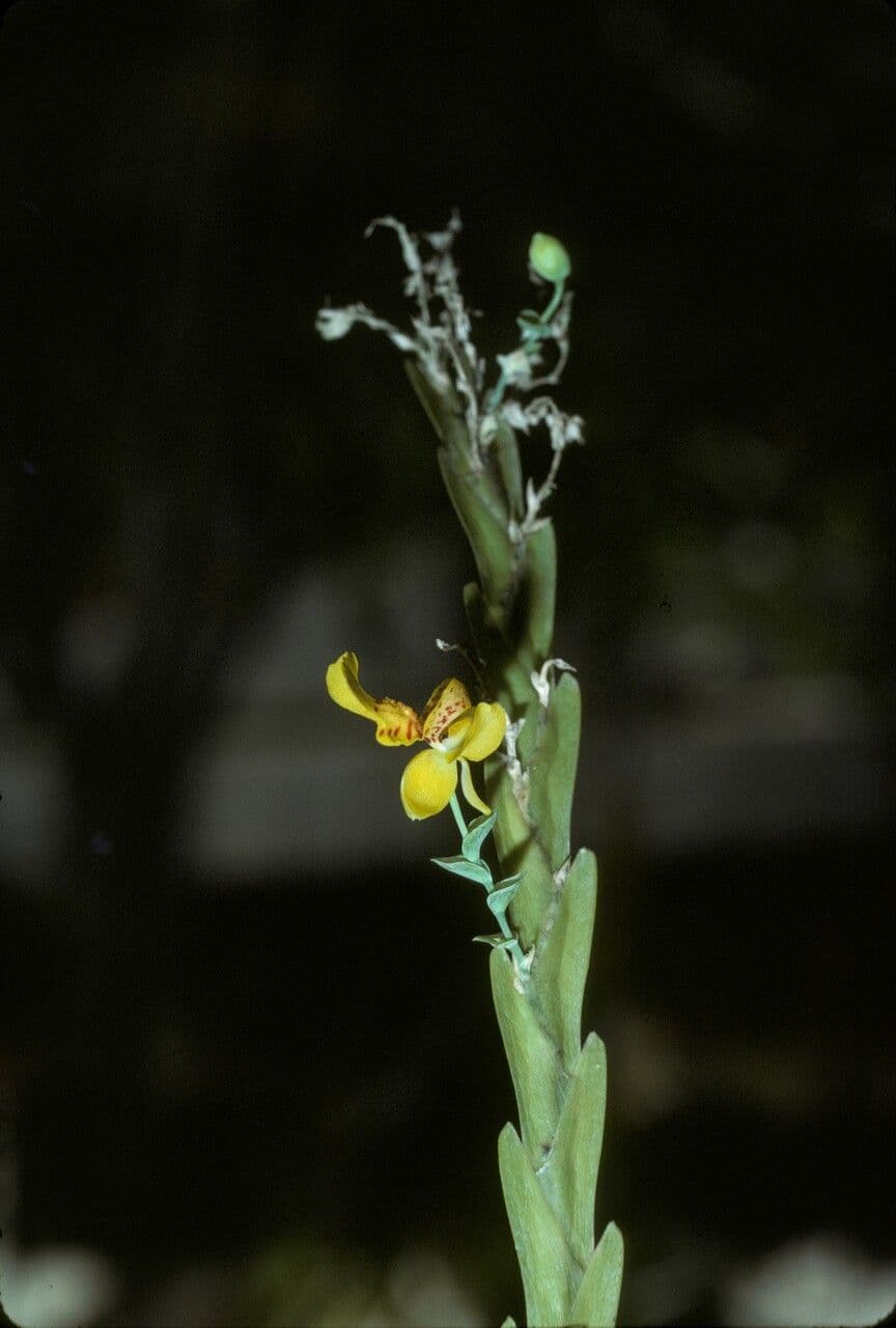 Lockhartia