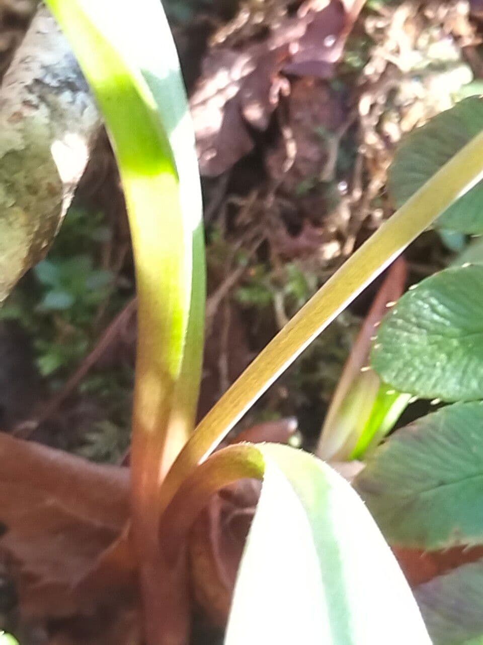 Érythrone d'Amérique 18