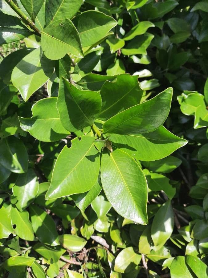 Ardisia révolutée 14