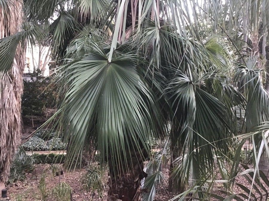Sabal yapa
