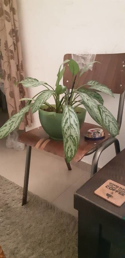 Aglaonema 15
