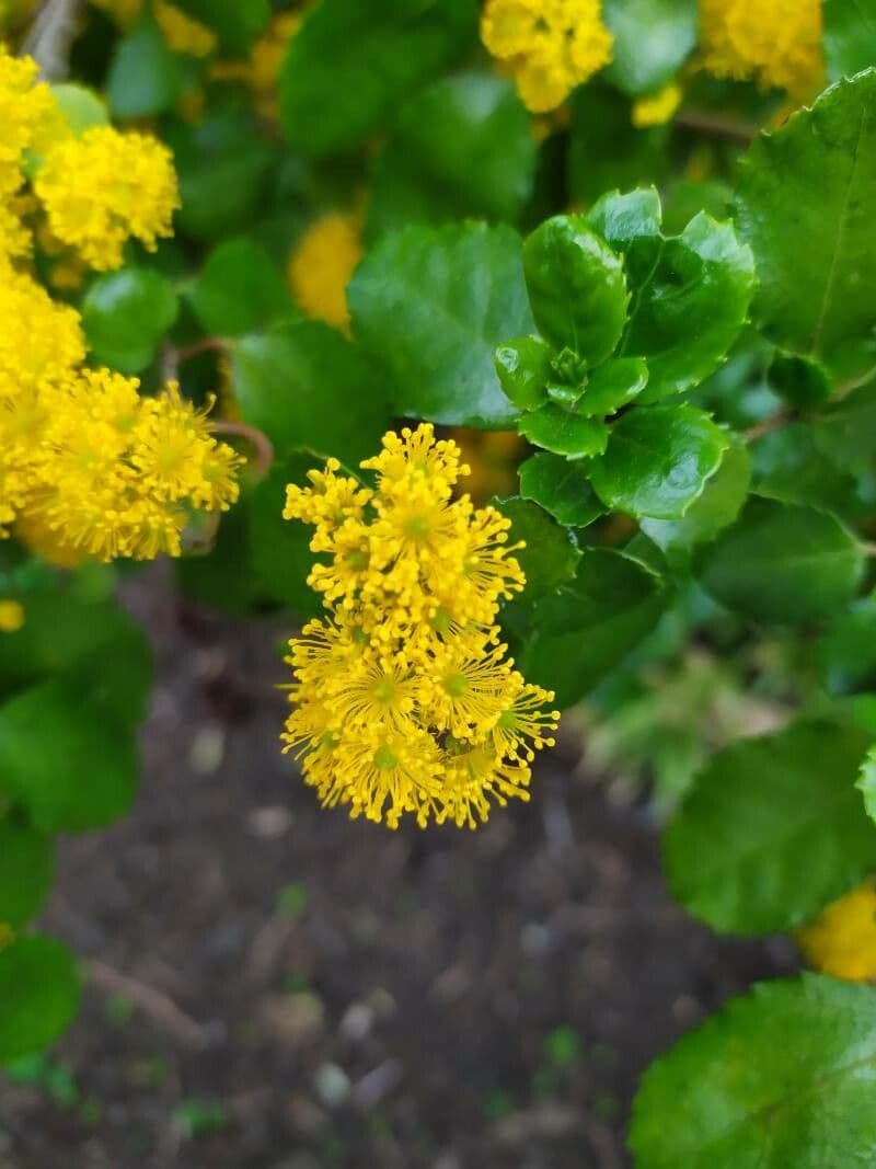 Azara dentata 5