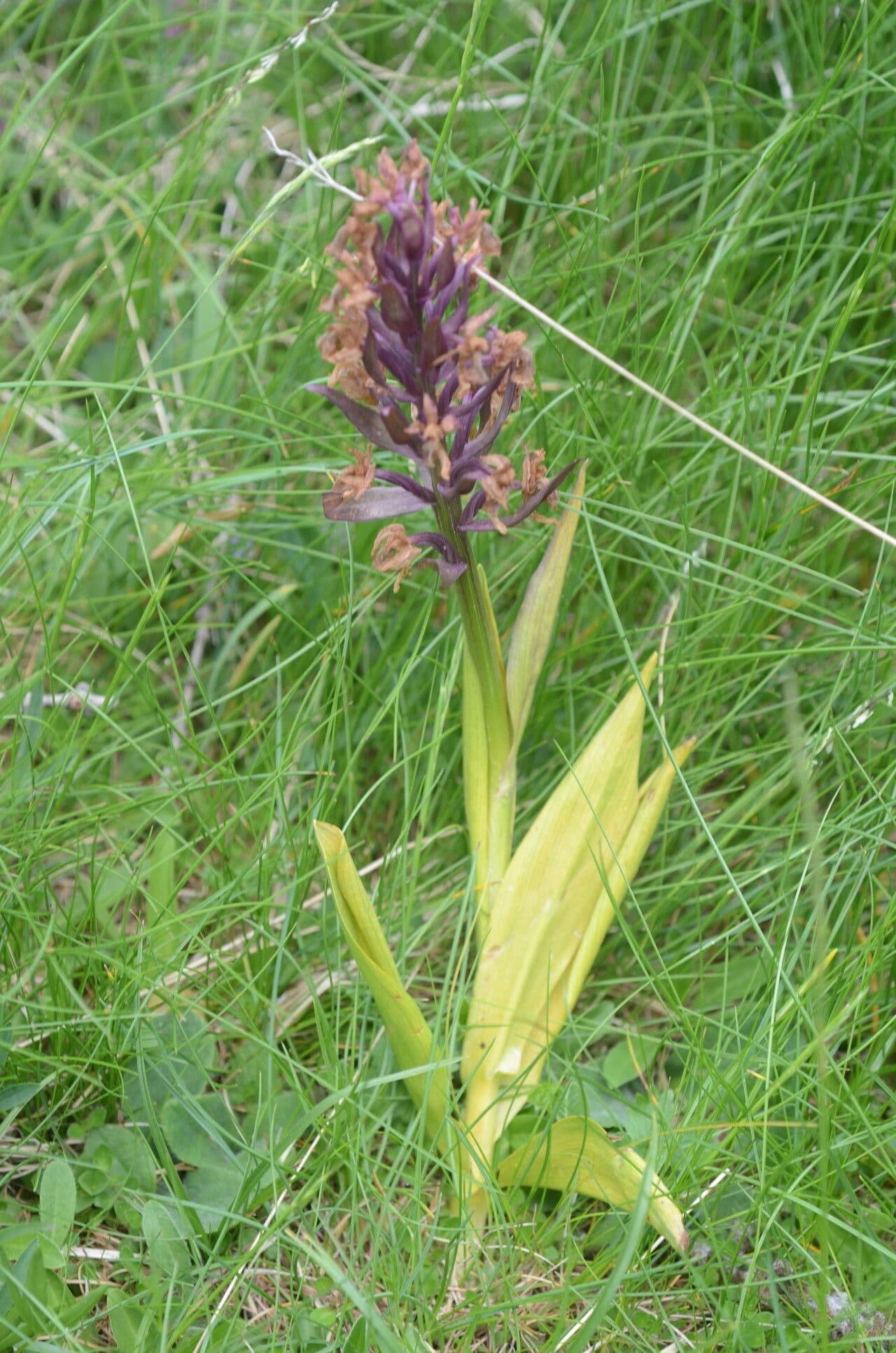 Orchidea sambucina