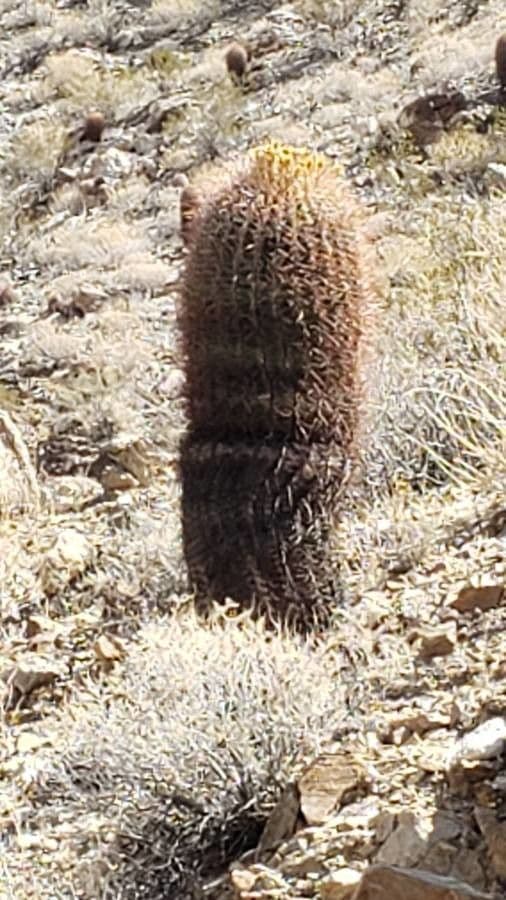 Cactus barile di Leconte 24