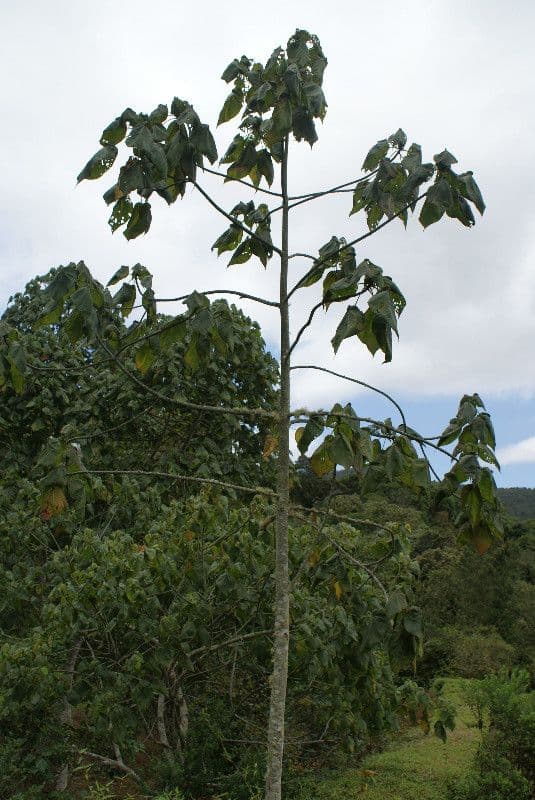 Dombeya 12