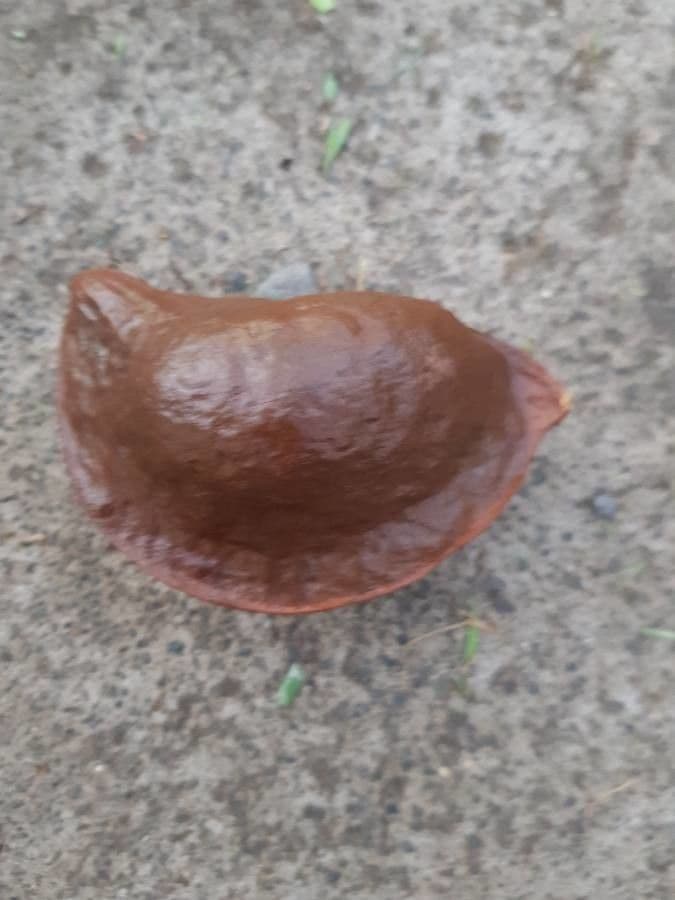 Heritiera