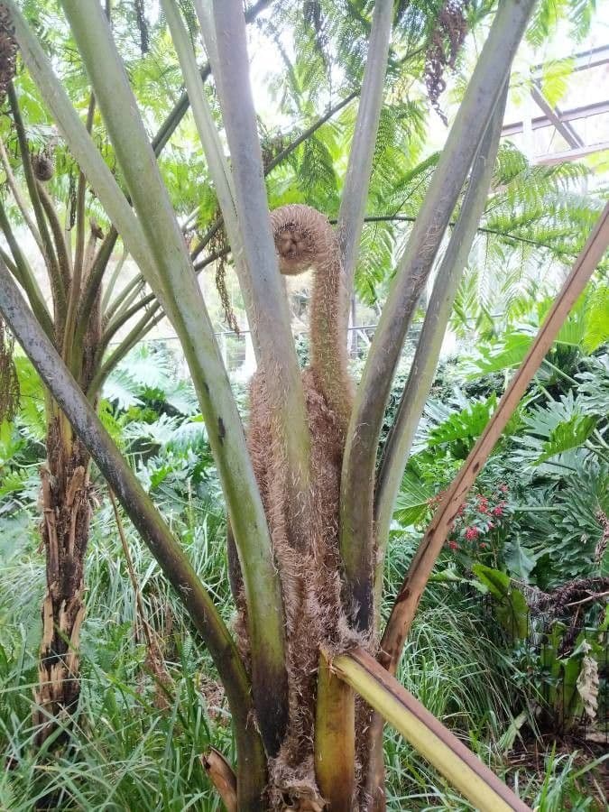 Sphaeropteris 18