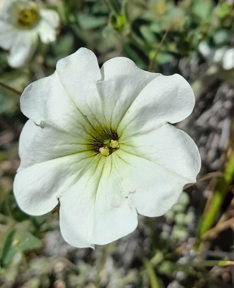 Petunia