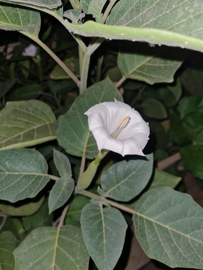 Datura di Wright 26